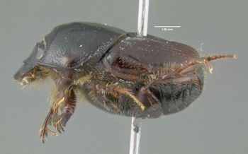 Media type: image;   Entomology 611419 Aspect: habitus lateral view